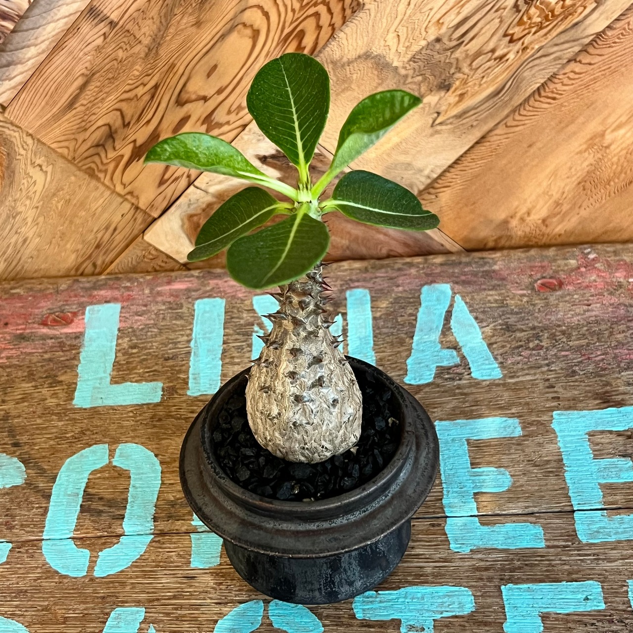 パキポディウム ウィンゾリー 作家鉢