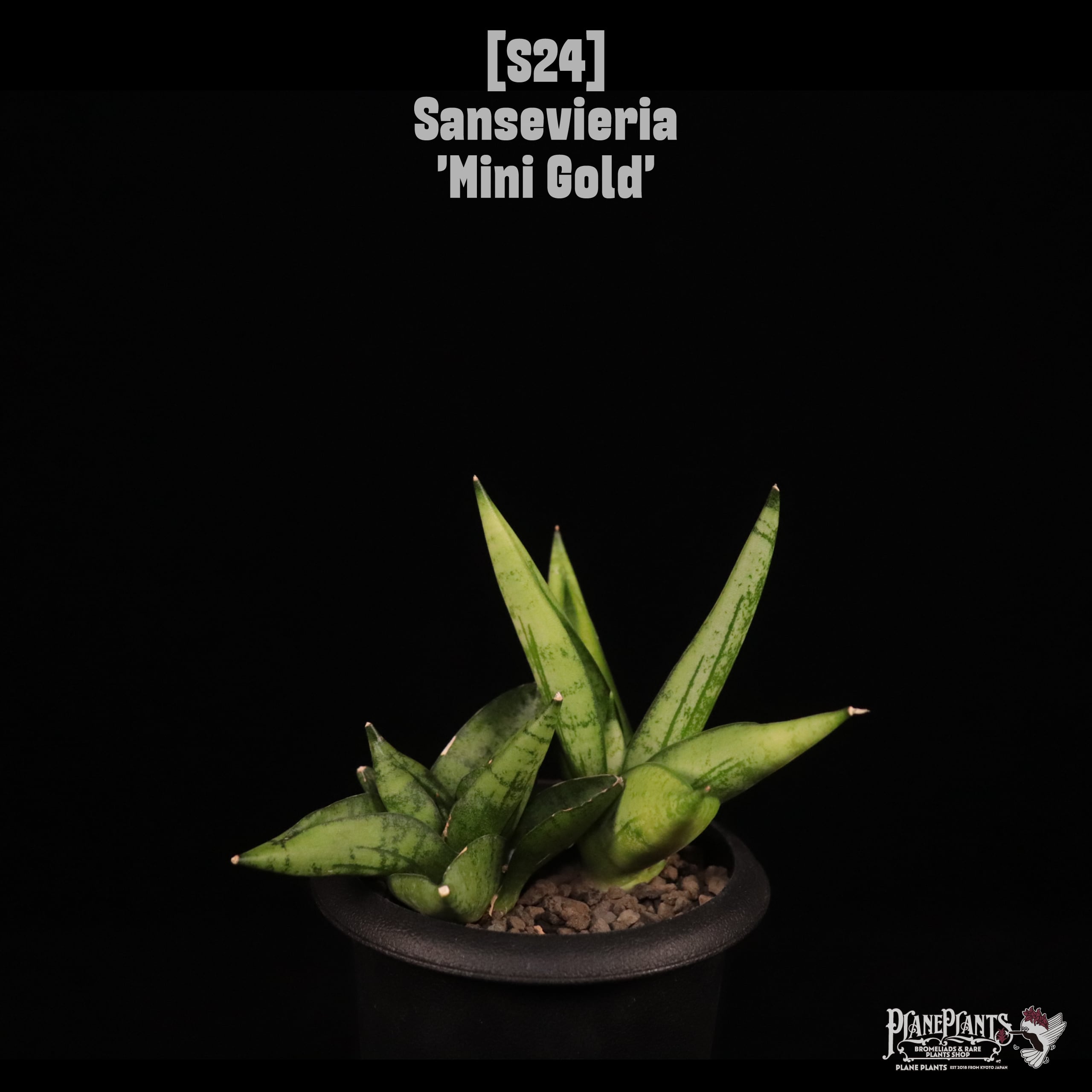【送料無料】Sansevieria 'Mini Gold'〔サンセベリア〕現品発送S24