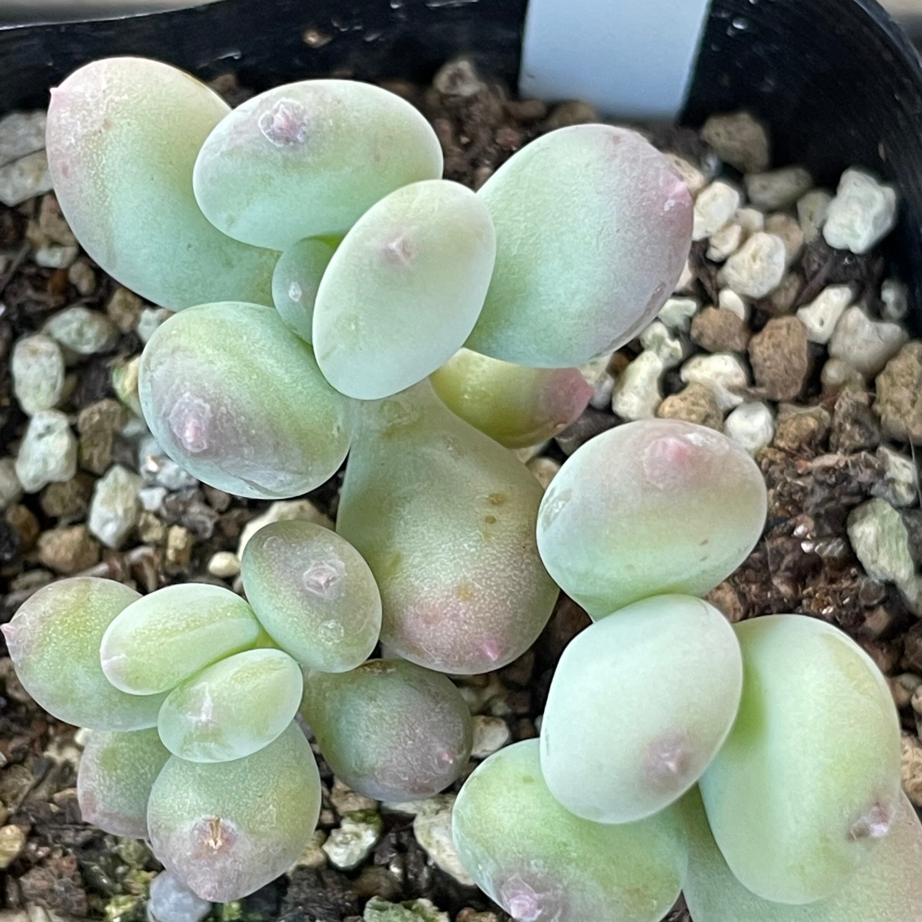 桃美人 | RuPo 多肉植物専門店