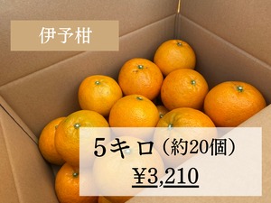 宮内伊予柑  5キロ（約15~20個）