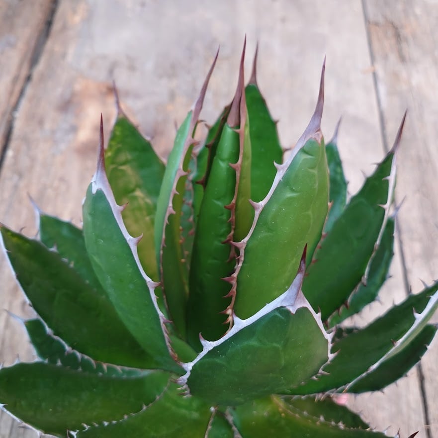 アガベ ホリダ agave horrida 2 【大株・美株】 | 多肉植物ハオルチア ...