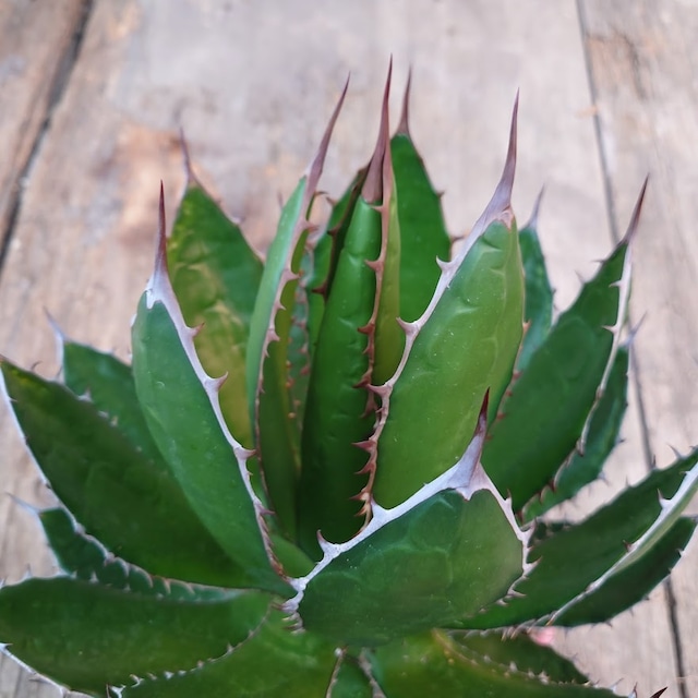 no.2 アガベ ホリダ agave horrida ラスト1株