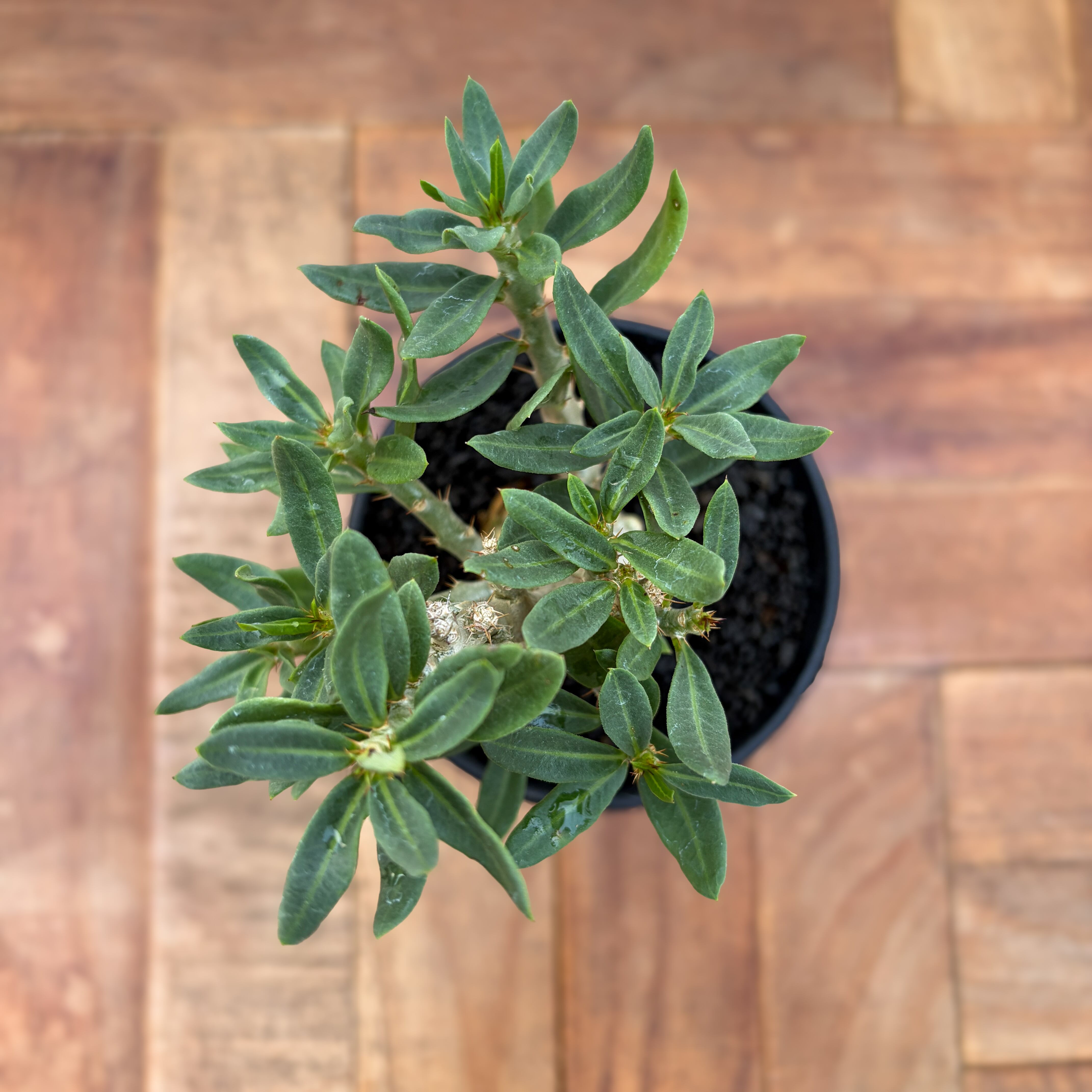 Pachypodium bispinosum【パキポディウム・ビスピノーサム・実生