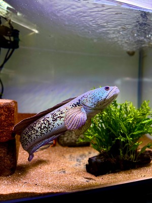 チャンナバルカ