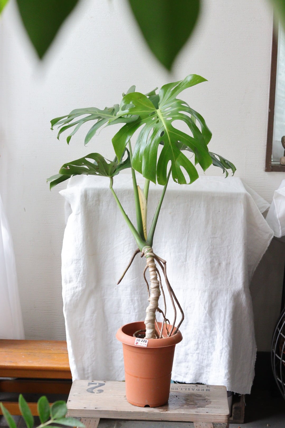 盆栽風♡野生的グリーン♡観葉植物♡ガジュマル | Total Plants Egret