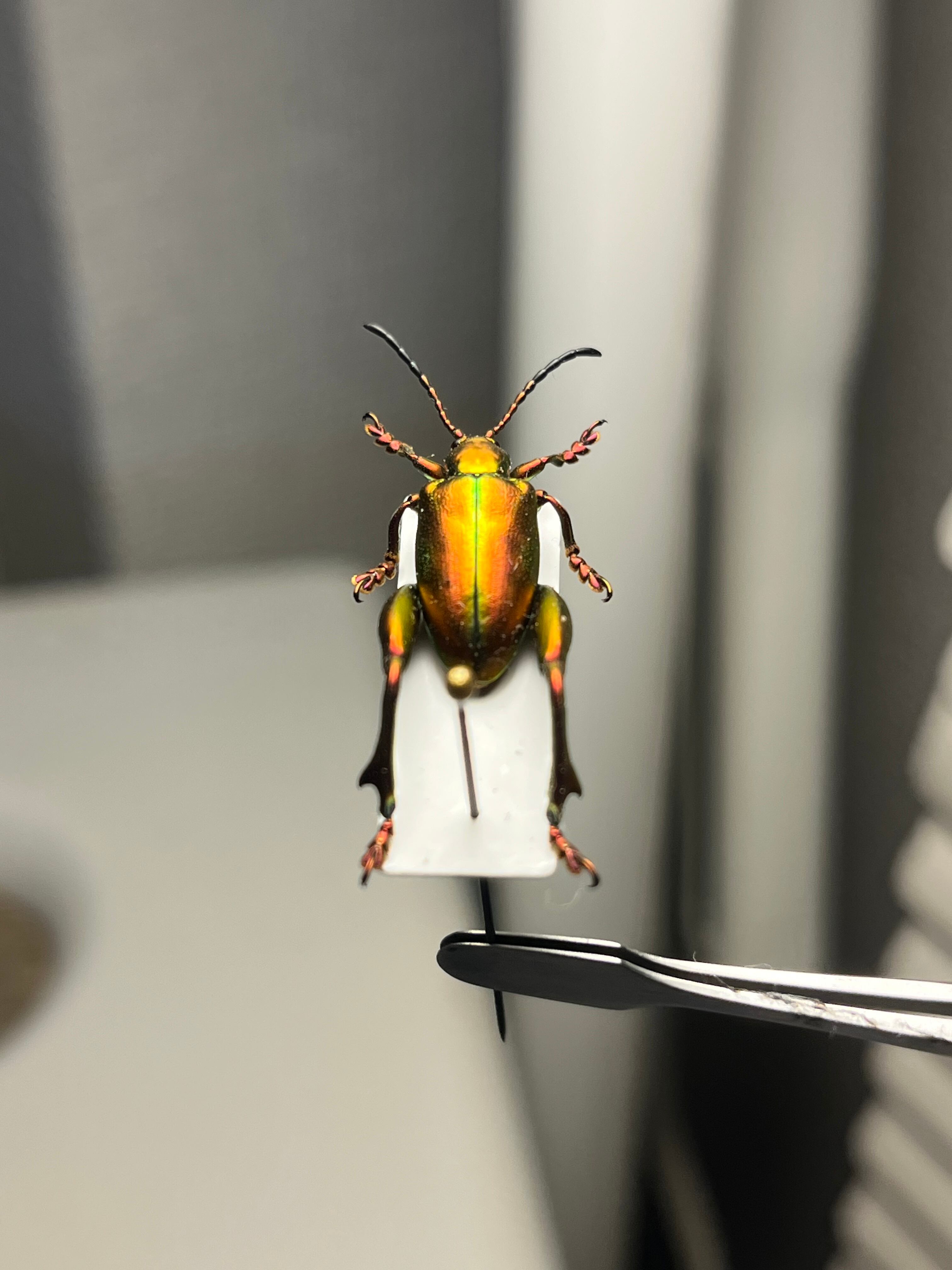 ミドリモモブトハムシ レッドフォーム 標本 プラチナコガネ タマムシ
