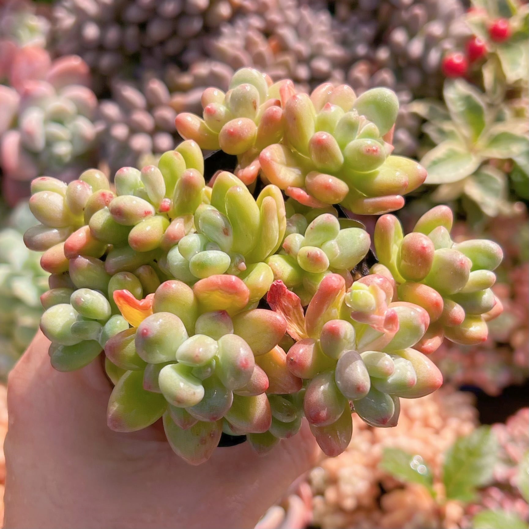 現品　アップルチーズ美人#653　新入荷　るる農園