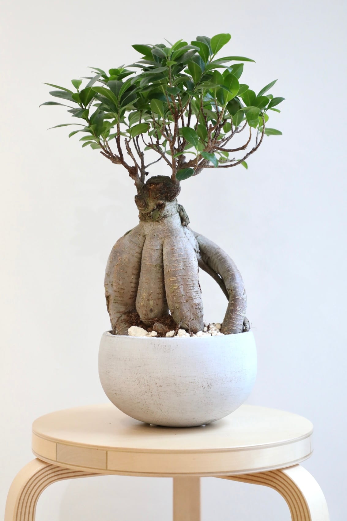 M(置きやすい＆存在感を出したい) | 【厳選植物・器】MIDORI DOUMEI 翠