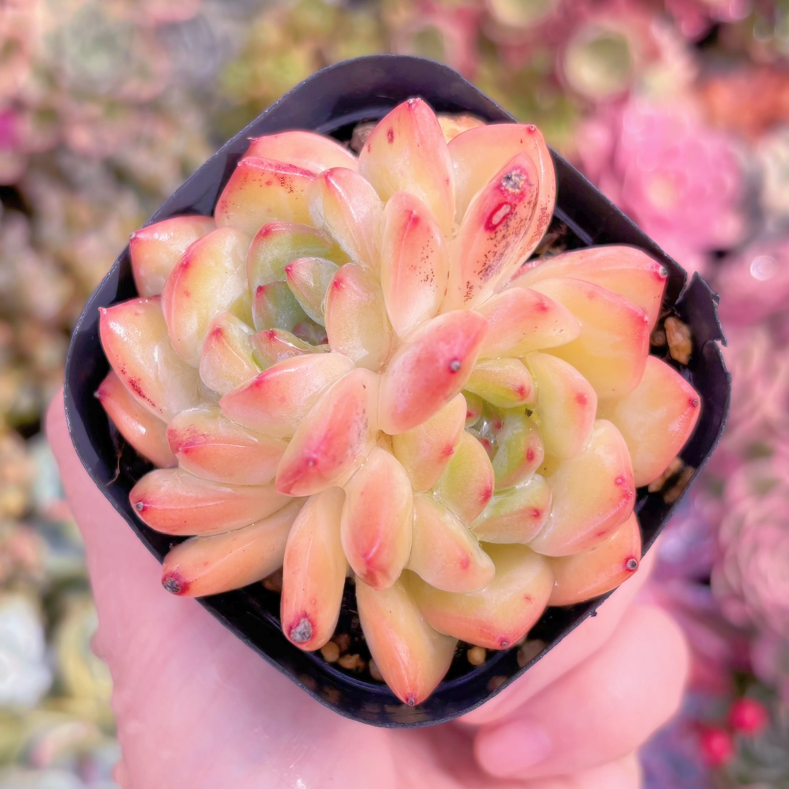 現物　アマンドベリー#A12　2頭群生　るる農園