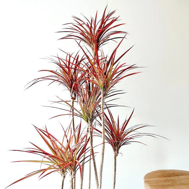 ドラセナ・コンシンネ “スカーレットアイビス” | 10号鉢・約110cm【Premium Plants】
