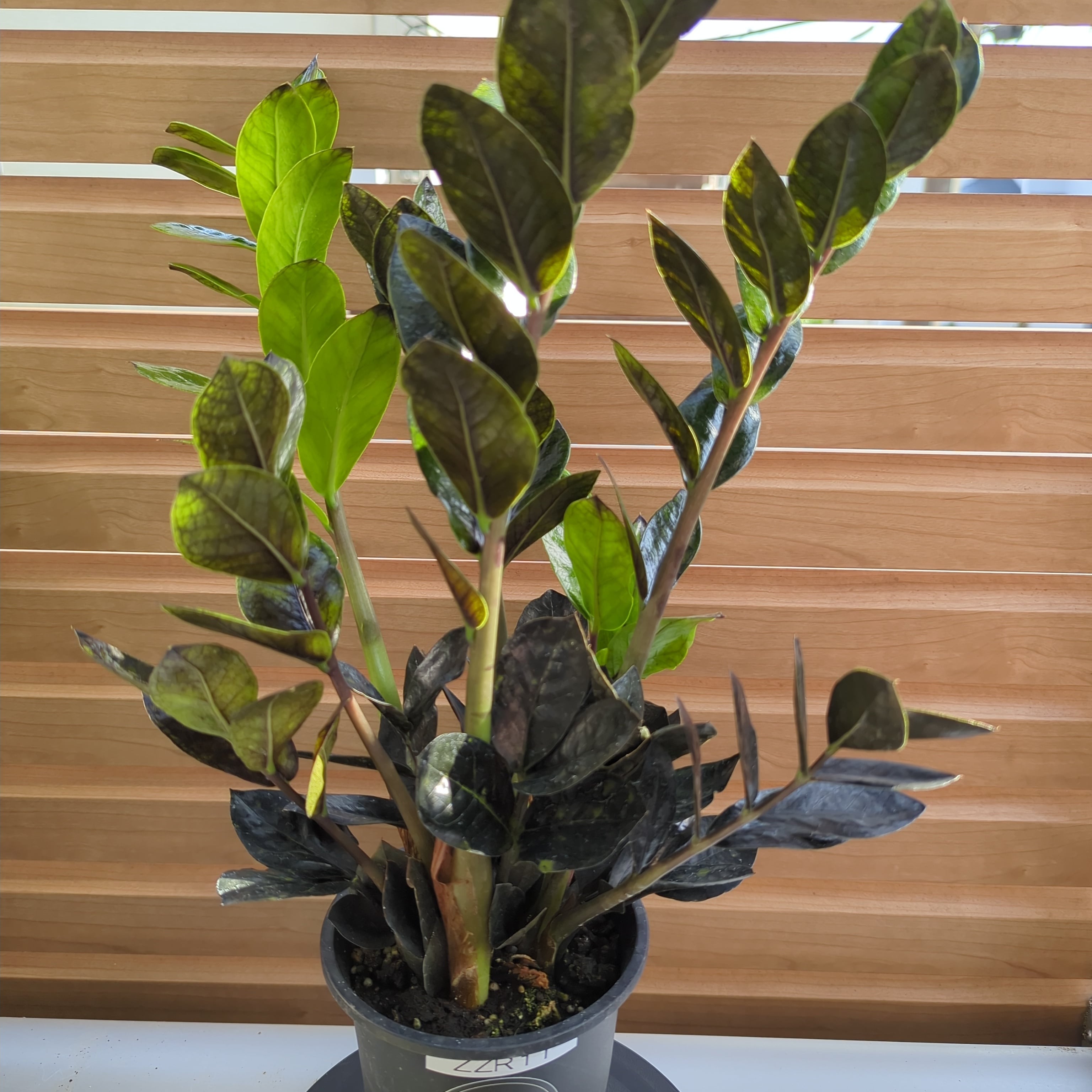 ザミオクルカス レイヴン | BRIDGE GARDEN