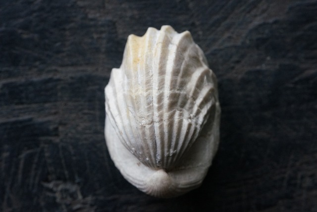 Burmirhynchia Decorata 化石 ⑦