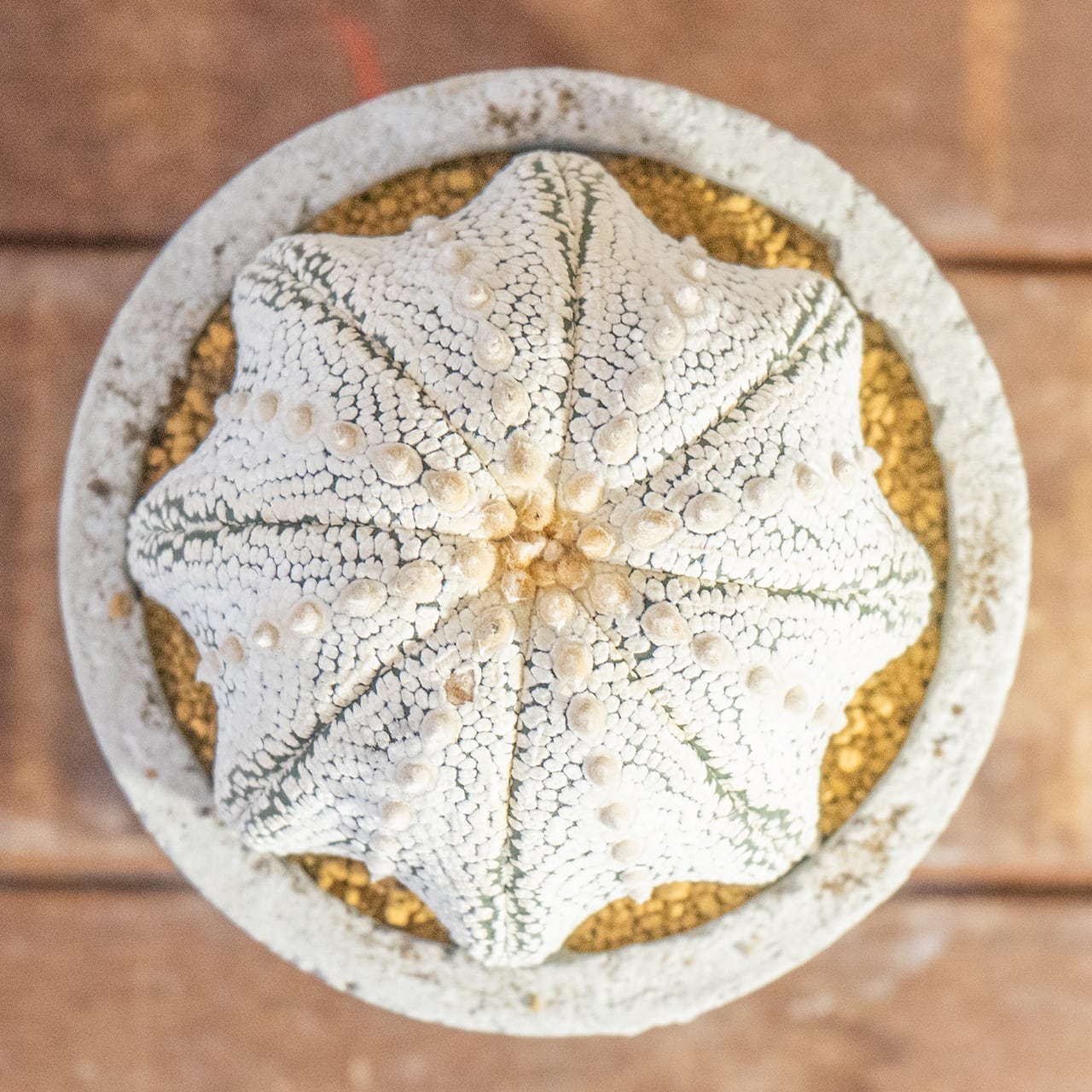 【厳選株】最大幅11cmの特大スーパー兜｜手作りモルタル鉢に映える、白く美しい星点が詰まった至極のサボテンです｜虫発生抑制