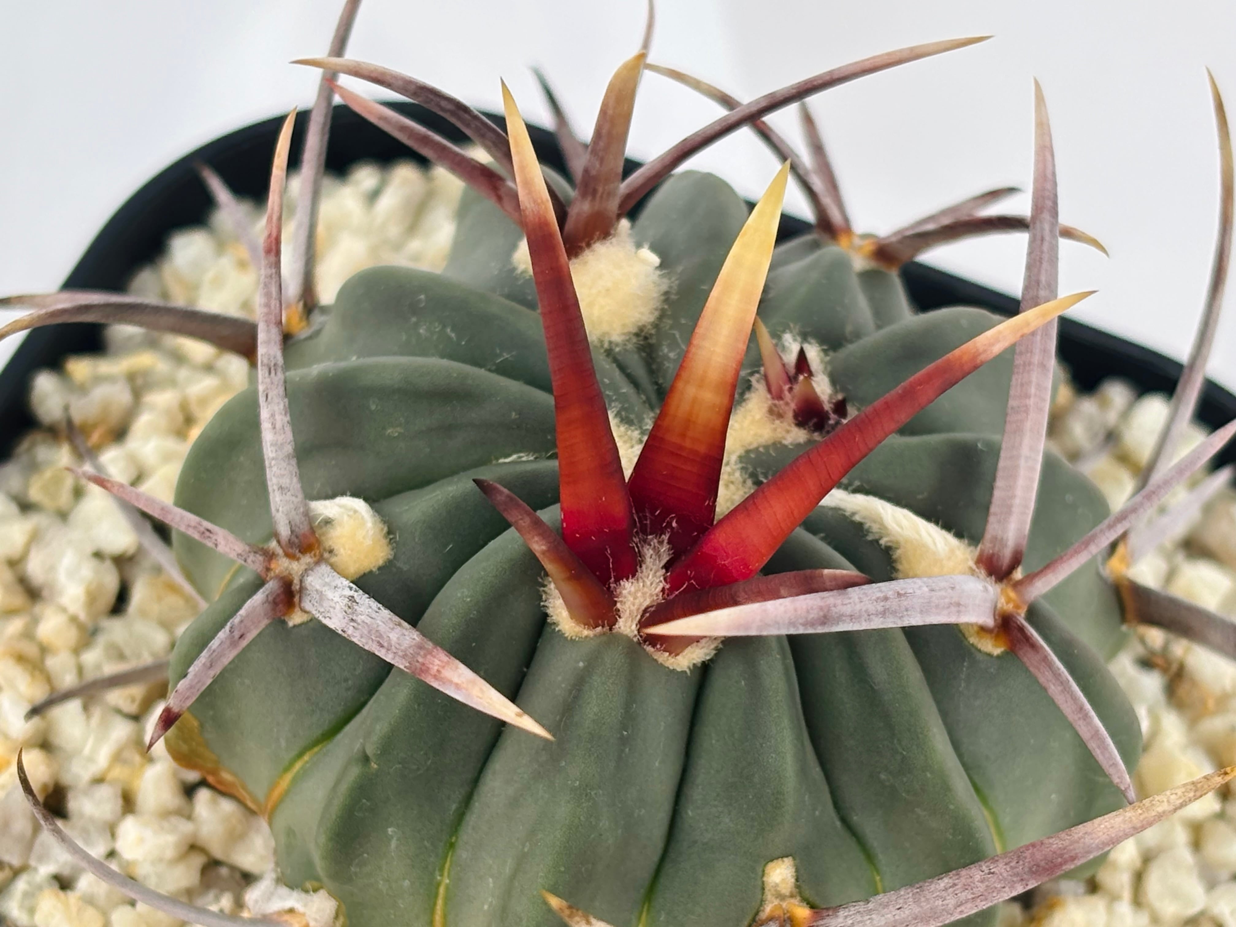 Echinofossulocactus coptonogonus エキノフォスロカクタス 竜剣丸