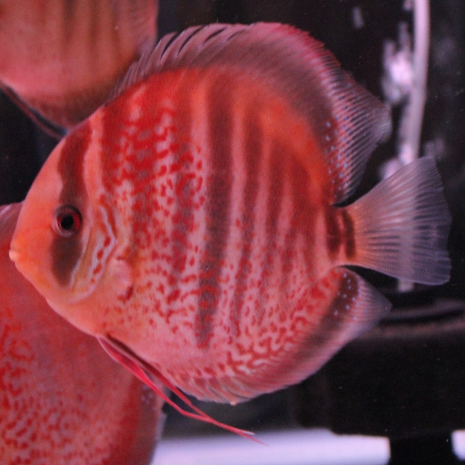 Bleher's Discus １・2巻セット　ディスカス Bleher's Discus 1・2巻セット ディスカス Bleher's Discus 1・2巻