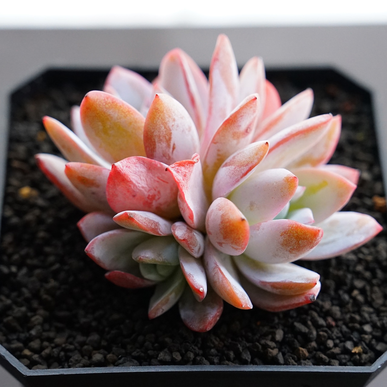 カット苗 ホワイトロータス 3頭群生 Echeveria 'White Lotus'