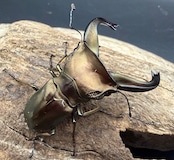 《スぺキオススホソアカ ベララベラ産 56mm ♂♀♀トリオ》