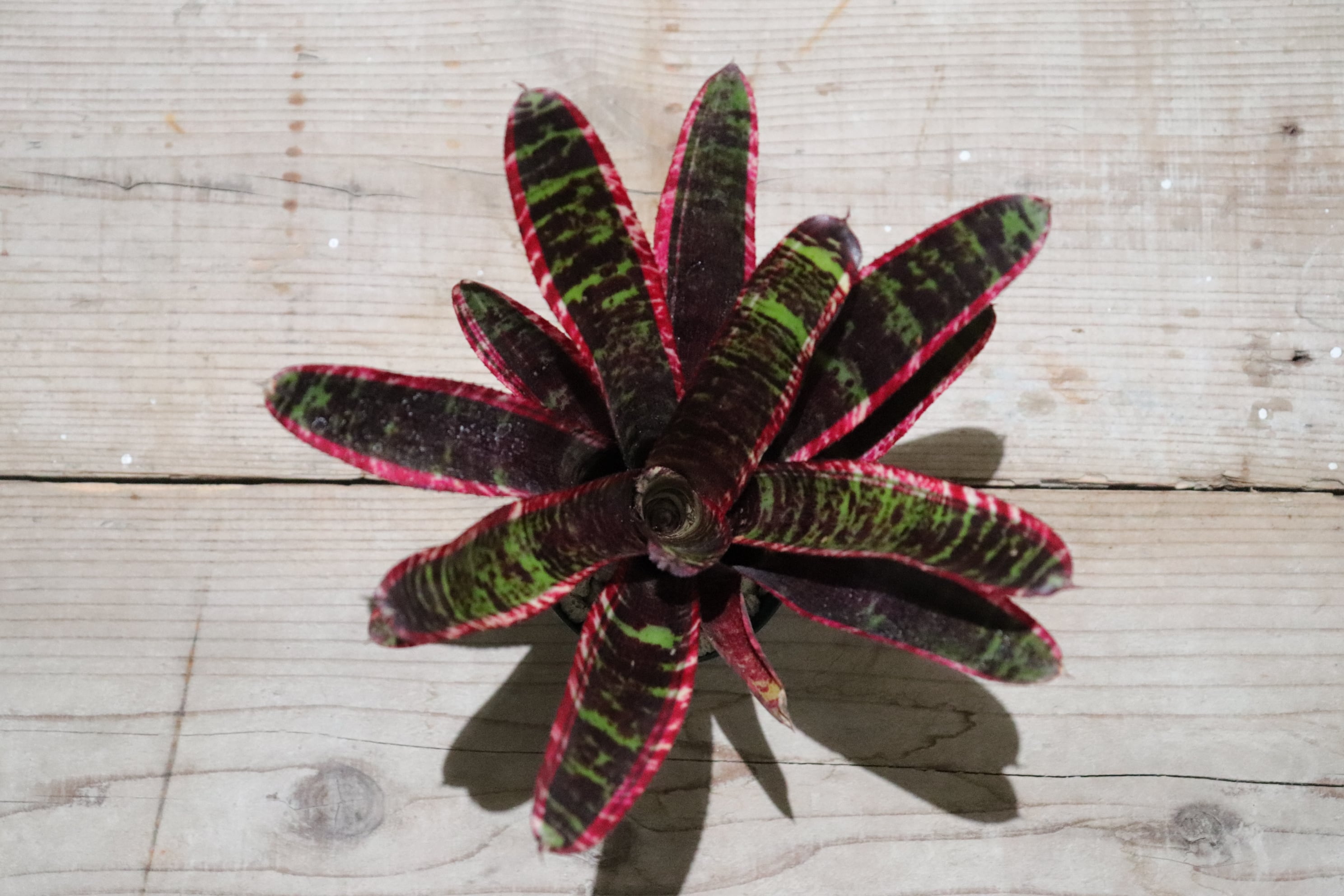 送料無料】Neoregelia 'Lucifer'〔ネオレゲリア〕現品発送N0028