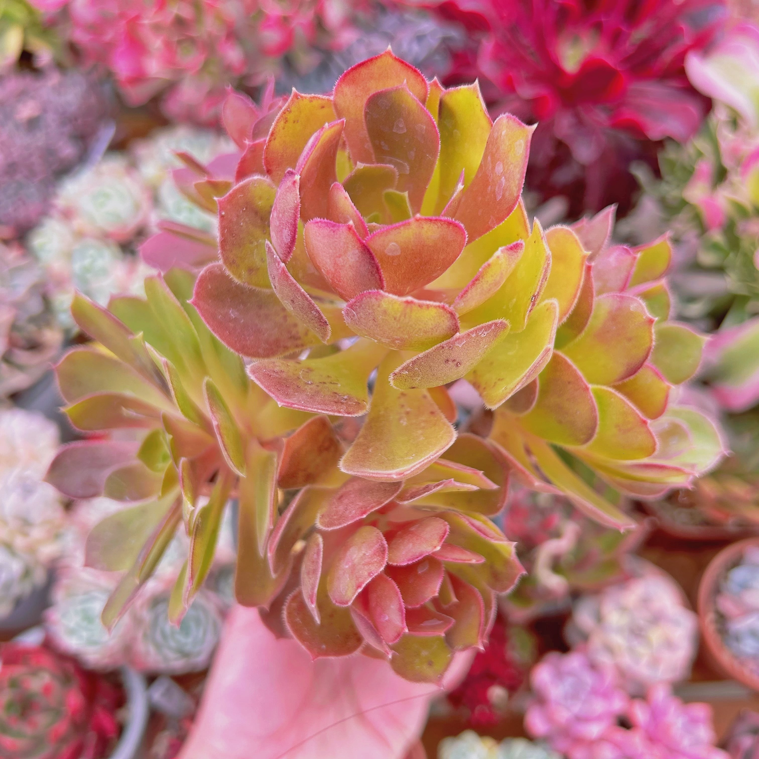 #310現物　多肉植物　Aeonium  サラダボール　特大　 抜き苗