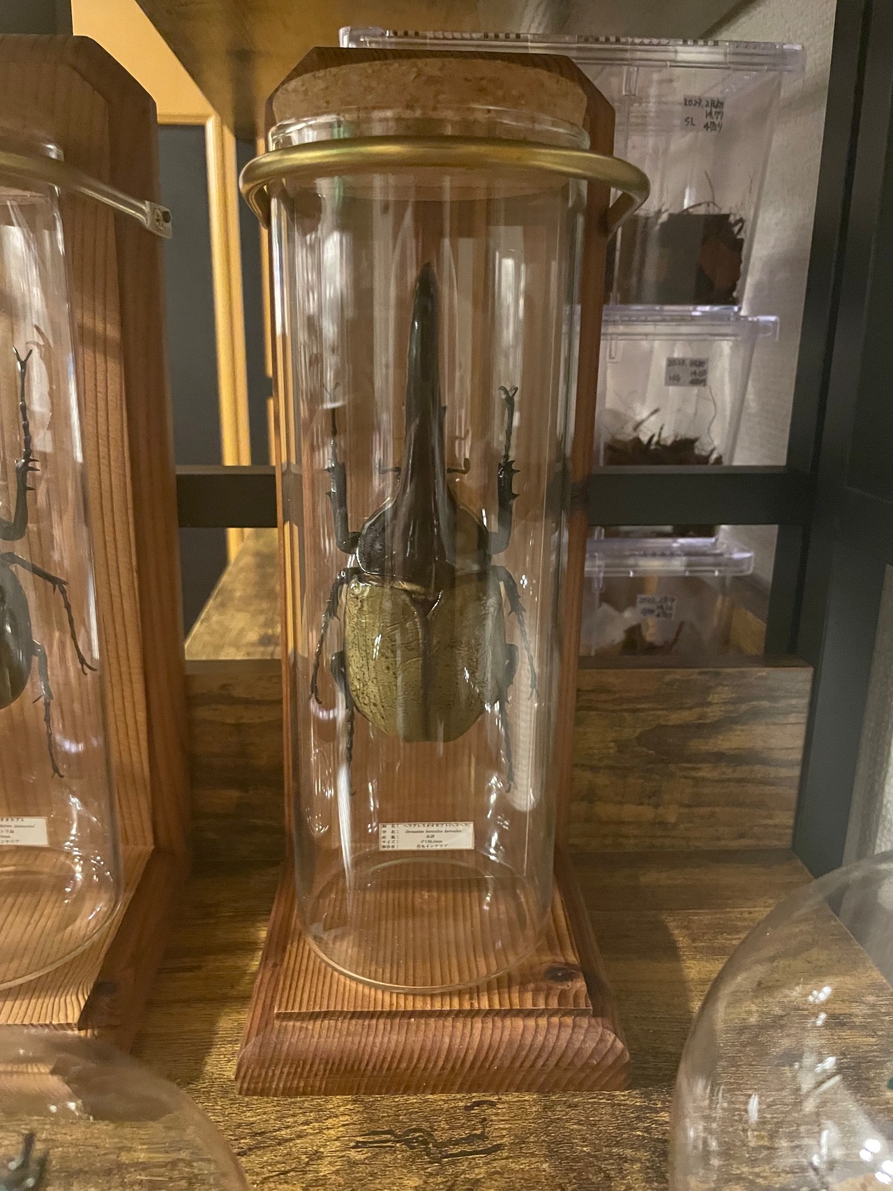 インテリア標本《ヘラクレスオオカブト（ヘラヘラ）♂》