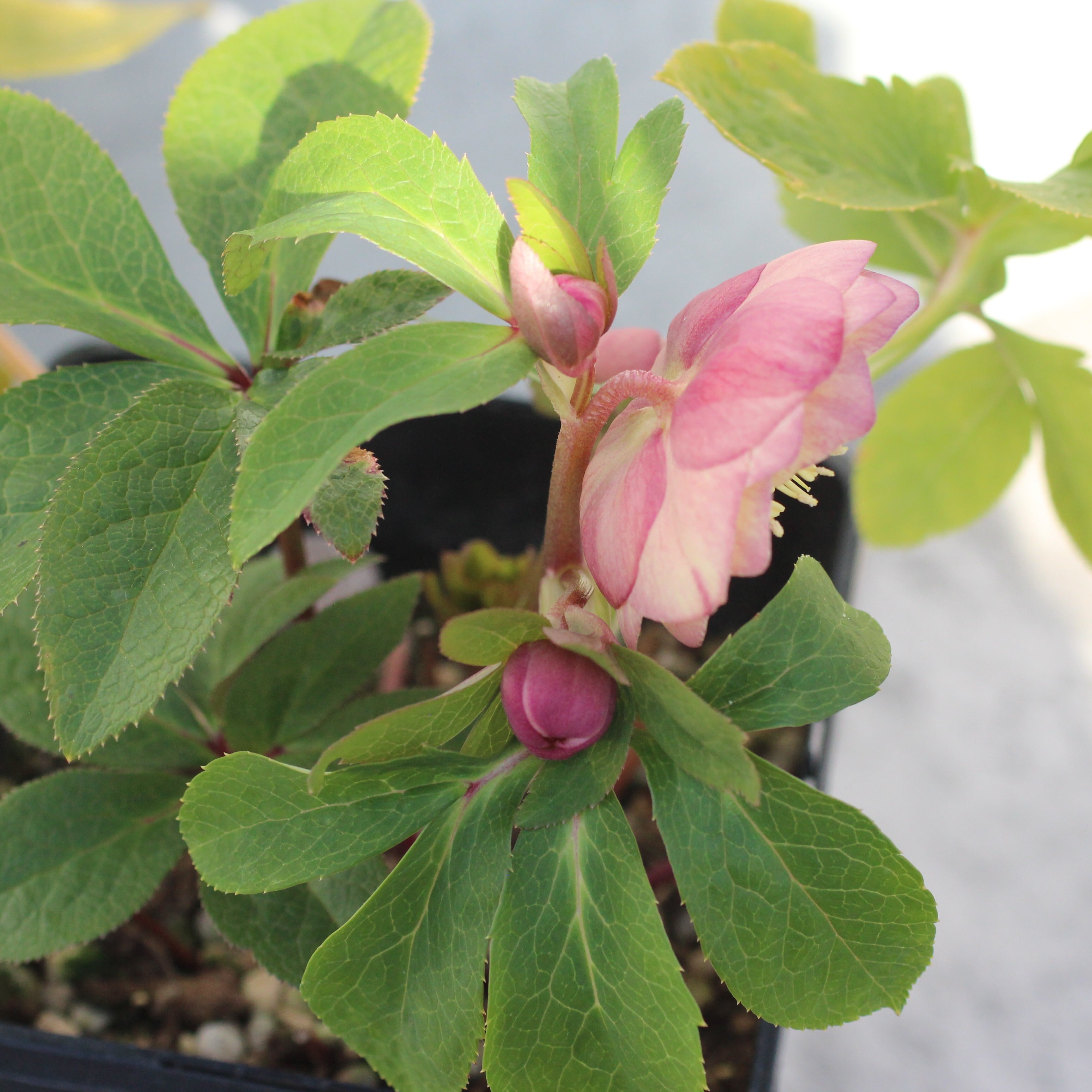 WS26-086 クリスマスローズ ウィンターシンフォニー オーレア系