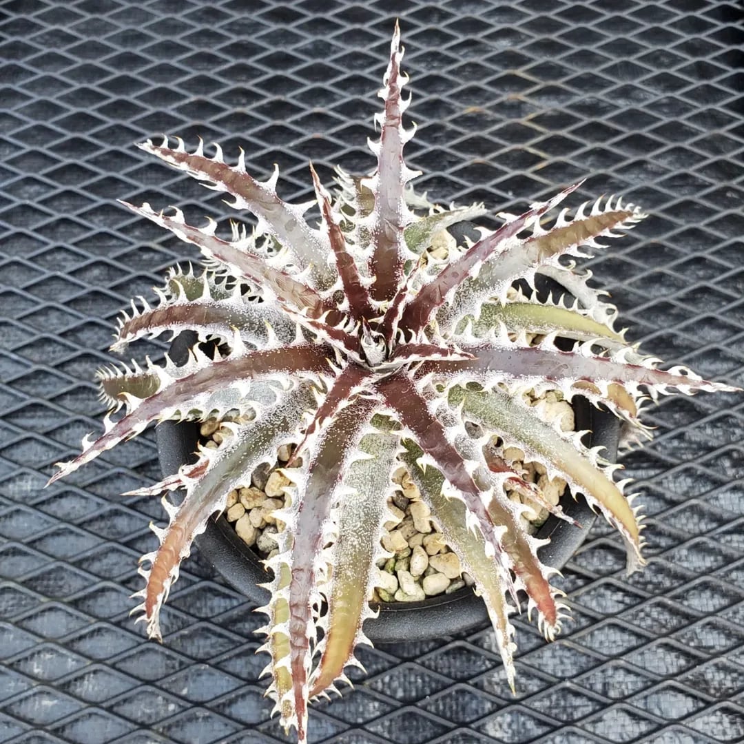 F00463_Dyckia 'Satith'：ディッキア・サティス（子株） | レア