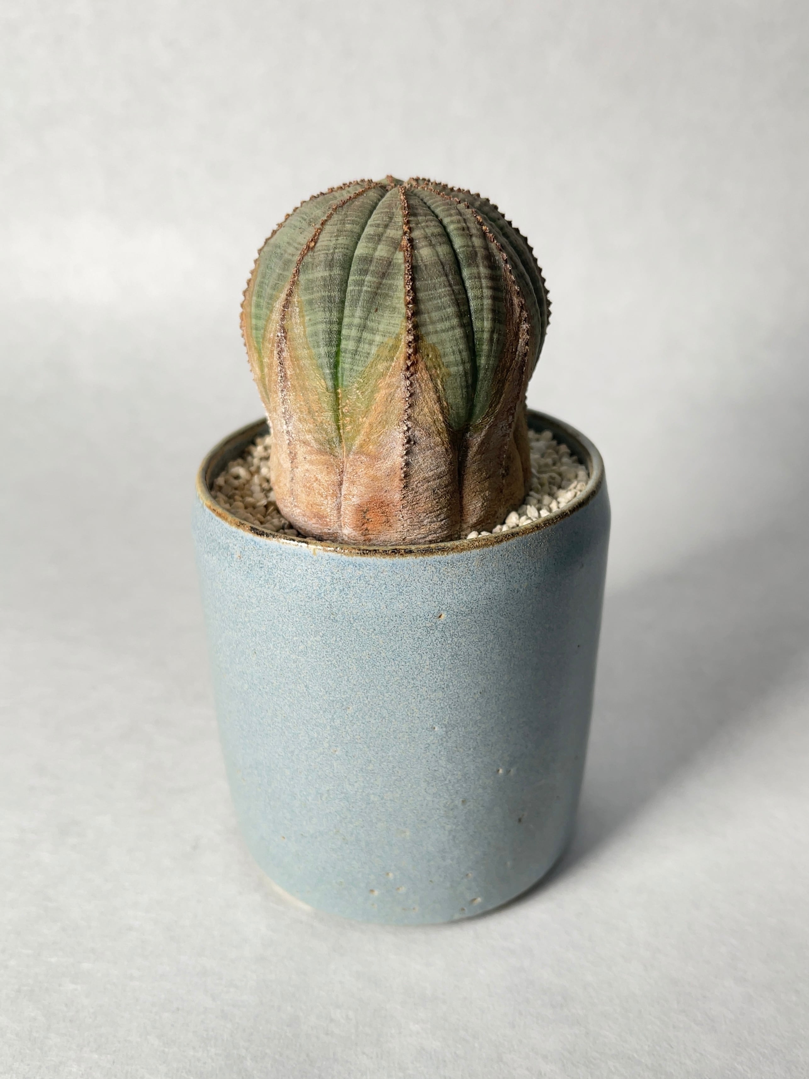 ユーフォルビア・オベサ | trigger