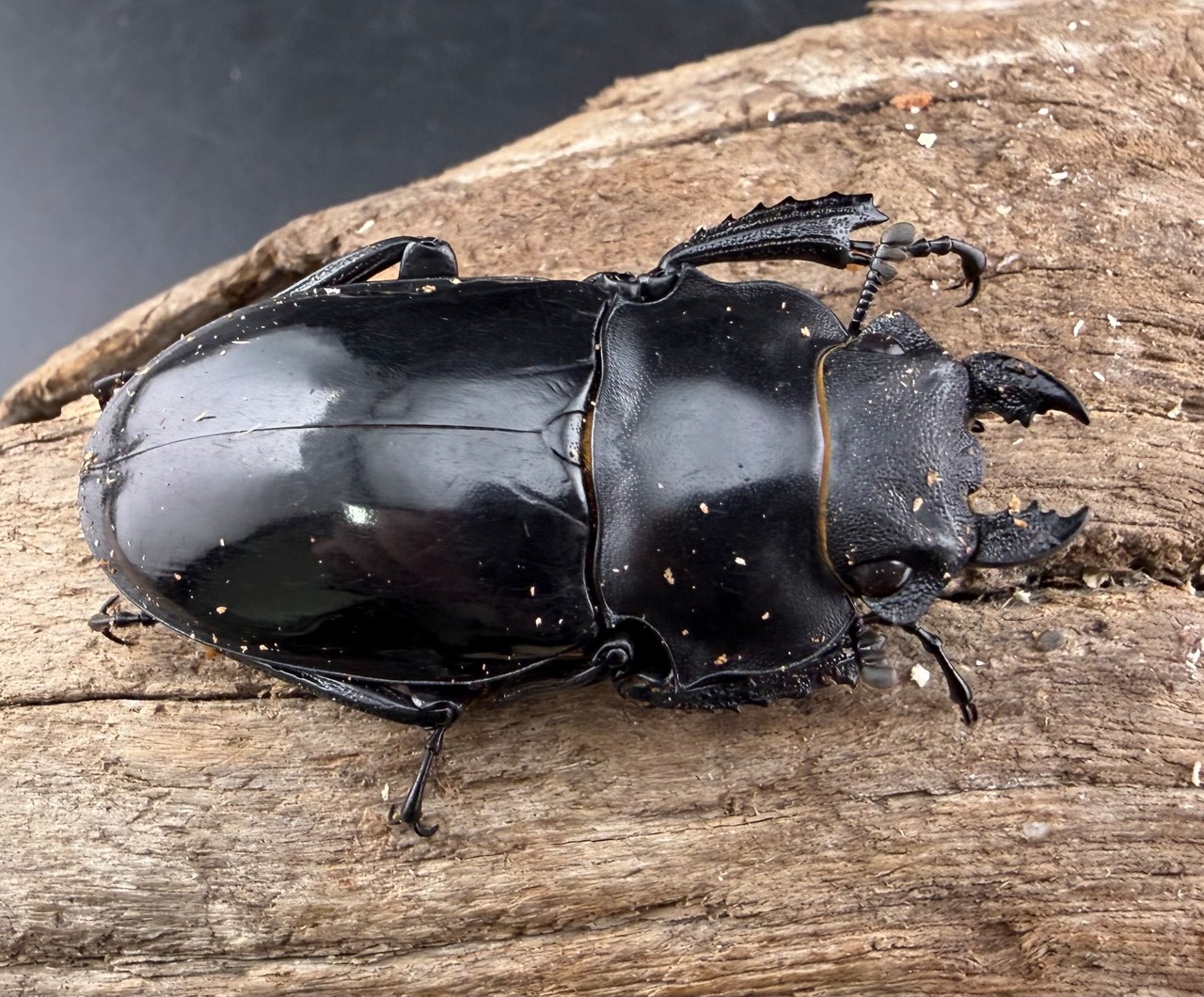 【WD】《インターメディアツヤクワガタ ガントン産 47.5mm ♀単》