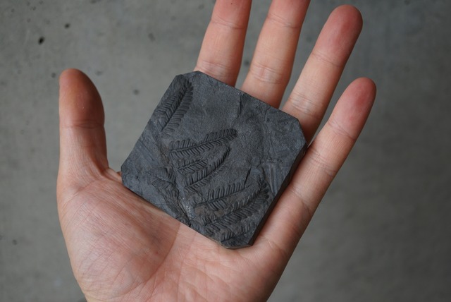 フランス産シダ植物化石 Pecopteris sp. 1656