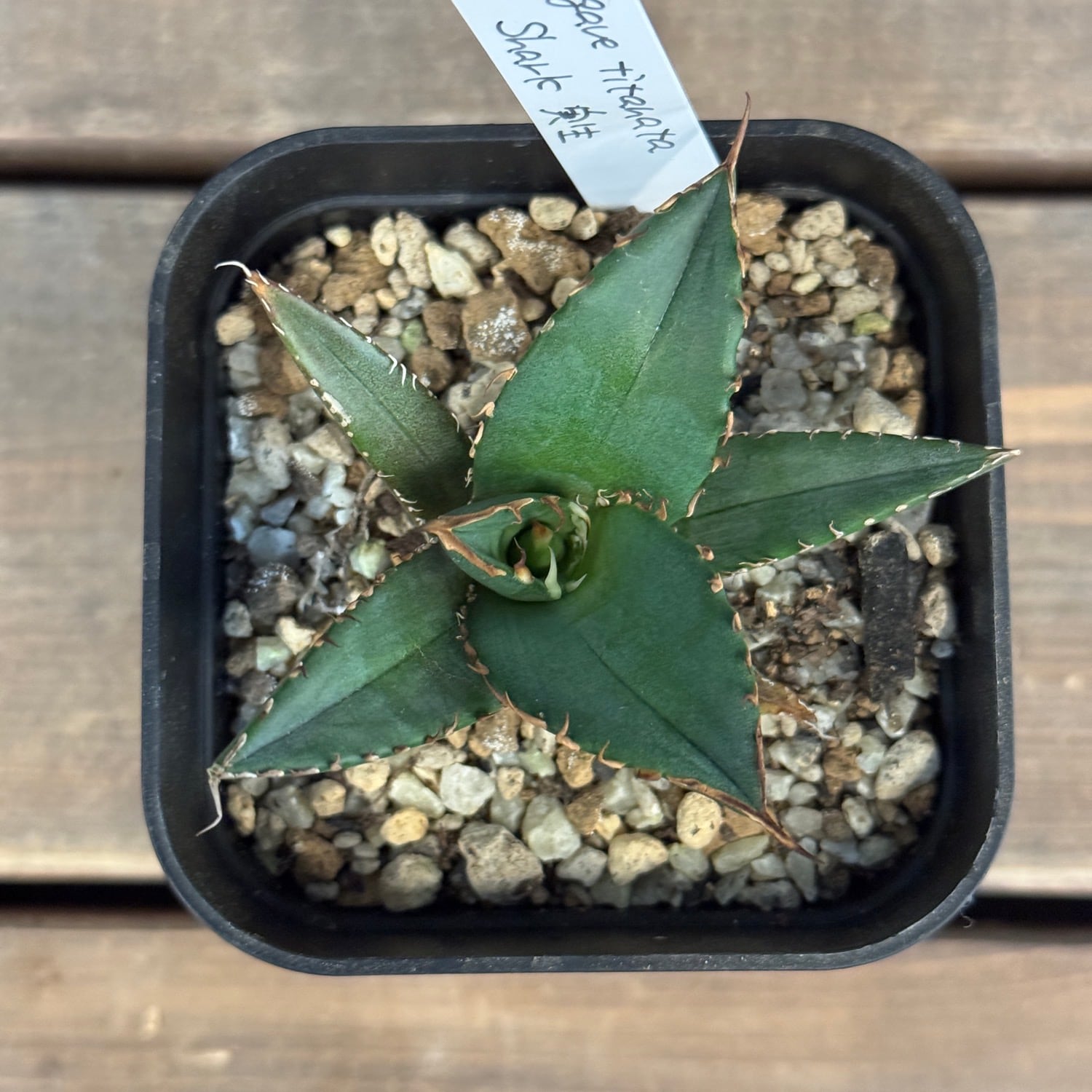 アガベ　イラン　shark シャーク　実生 Agave titanota Shark イランの普及種の1つシャークです！！ シャーク