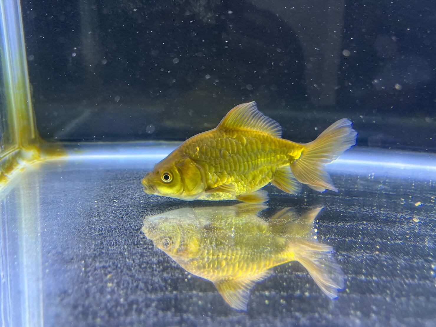 金魚 青ドラゴンスケールオランダ鏡鱗