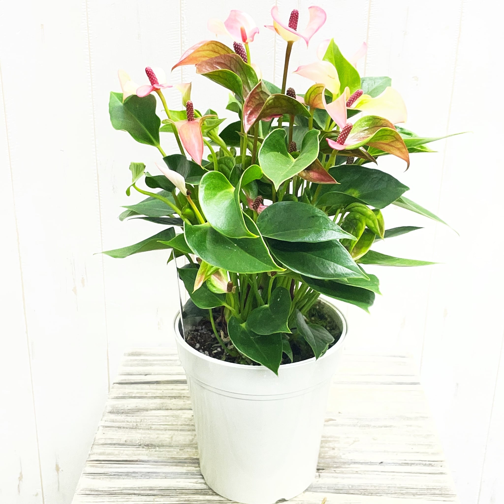 PLANTS SHOP OLIVE