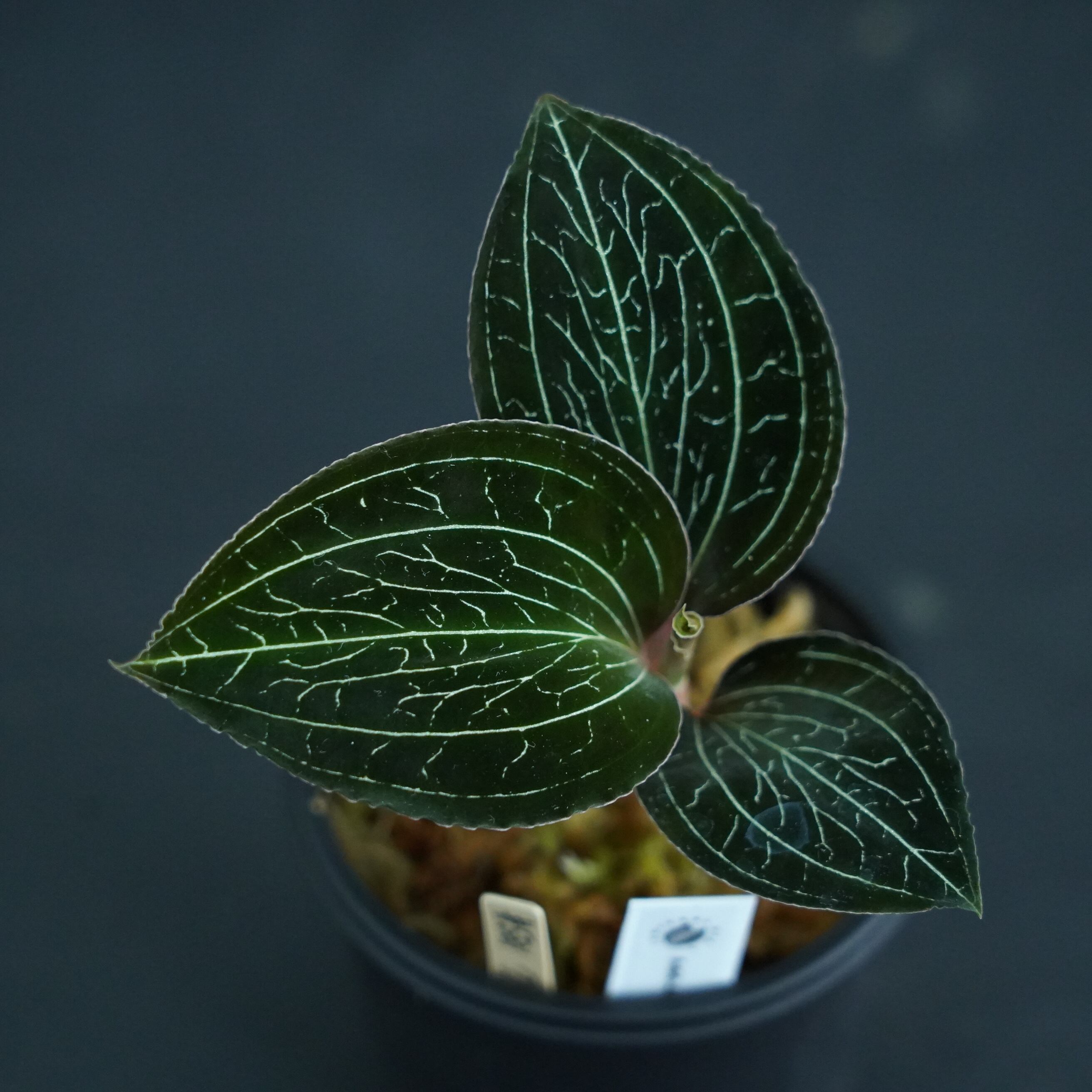 ◆現品◆アネクトキルス sp. 黒葉タイプ【ジュエルオーキッド宝石蘭/石崎バイオ】#581