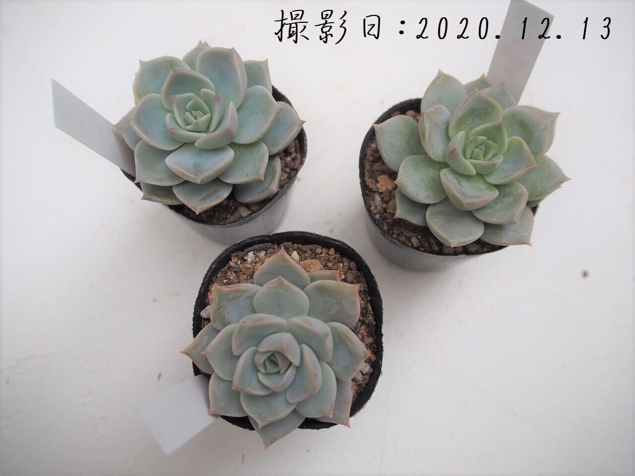 多肉植物 白牡丹 シロボタン エケベリア属 いとうぐりーん 産直苗 2号 多肉植物とガーデン雑貨 Macherie マシェリ