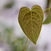 Anthurium Queen of Heart / アンスリウム クイーン オブ ハート⑰ / 観葉植物
