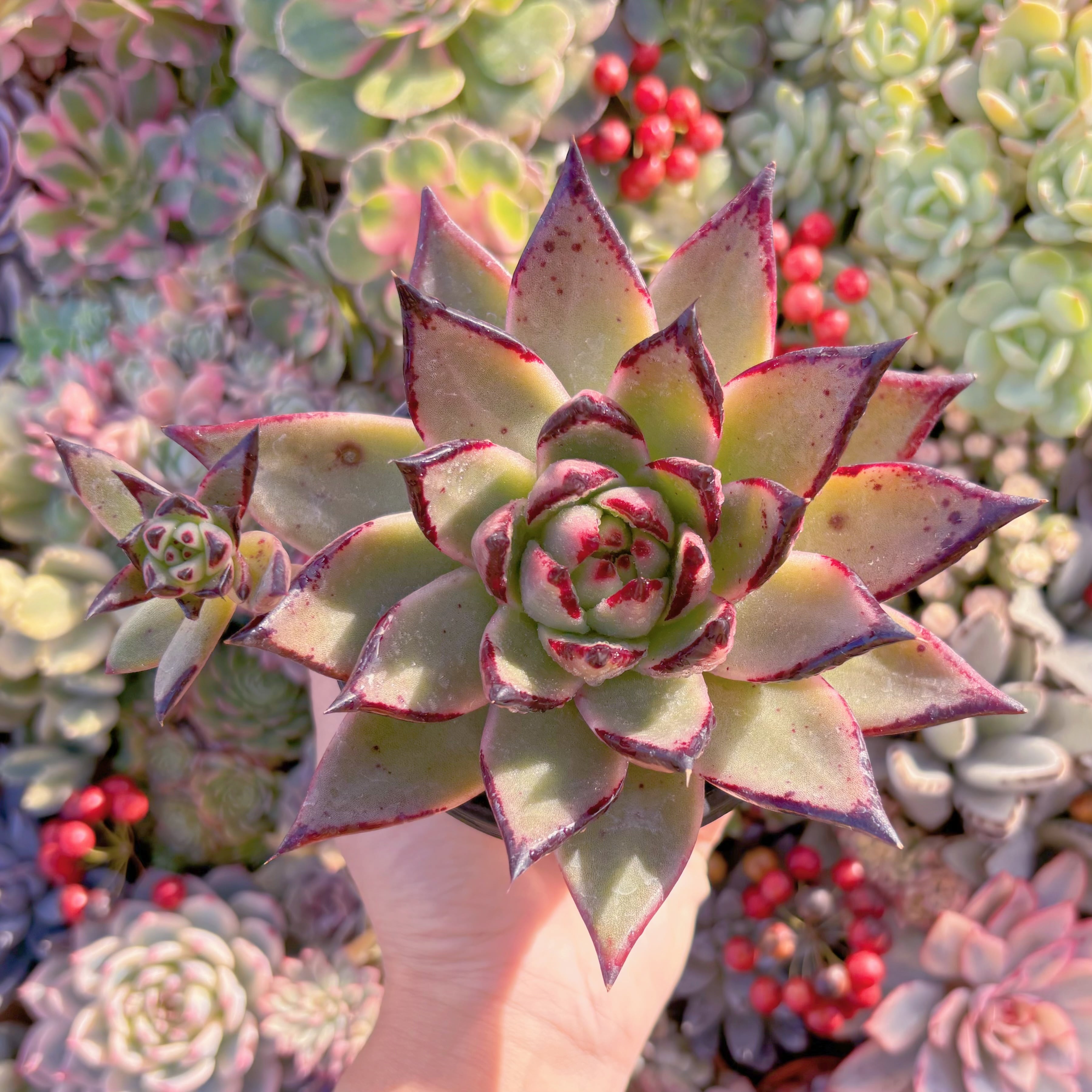 現品　黒魔王#A084　新入荷　るる農園