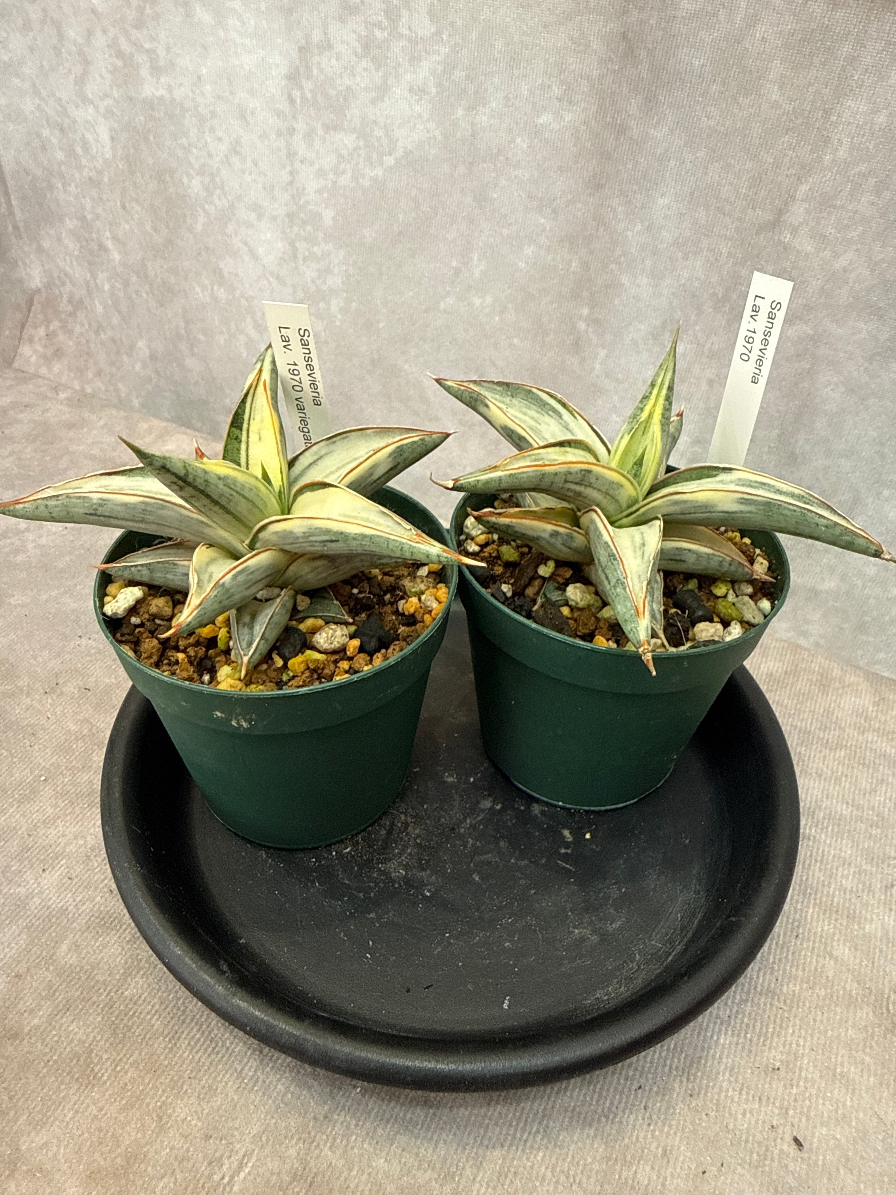 サンスベリア Lav. 1970 variegated / ラブラノス斑入り | Gardenえん