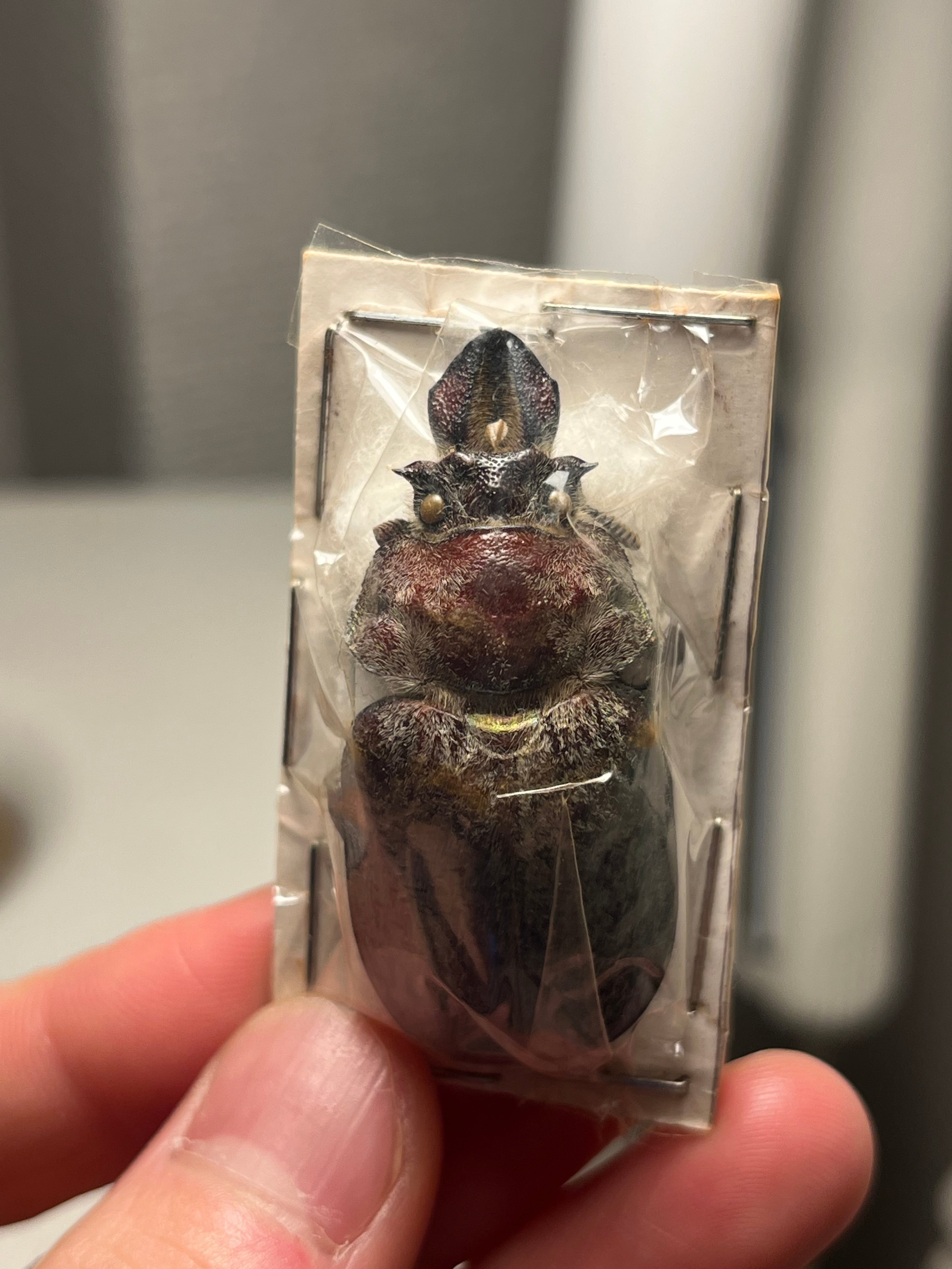 PARATYPE】ホロメタリクスチリクワガタ 56mm シワバネクワガタ