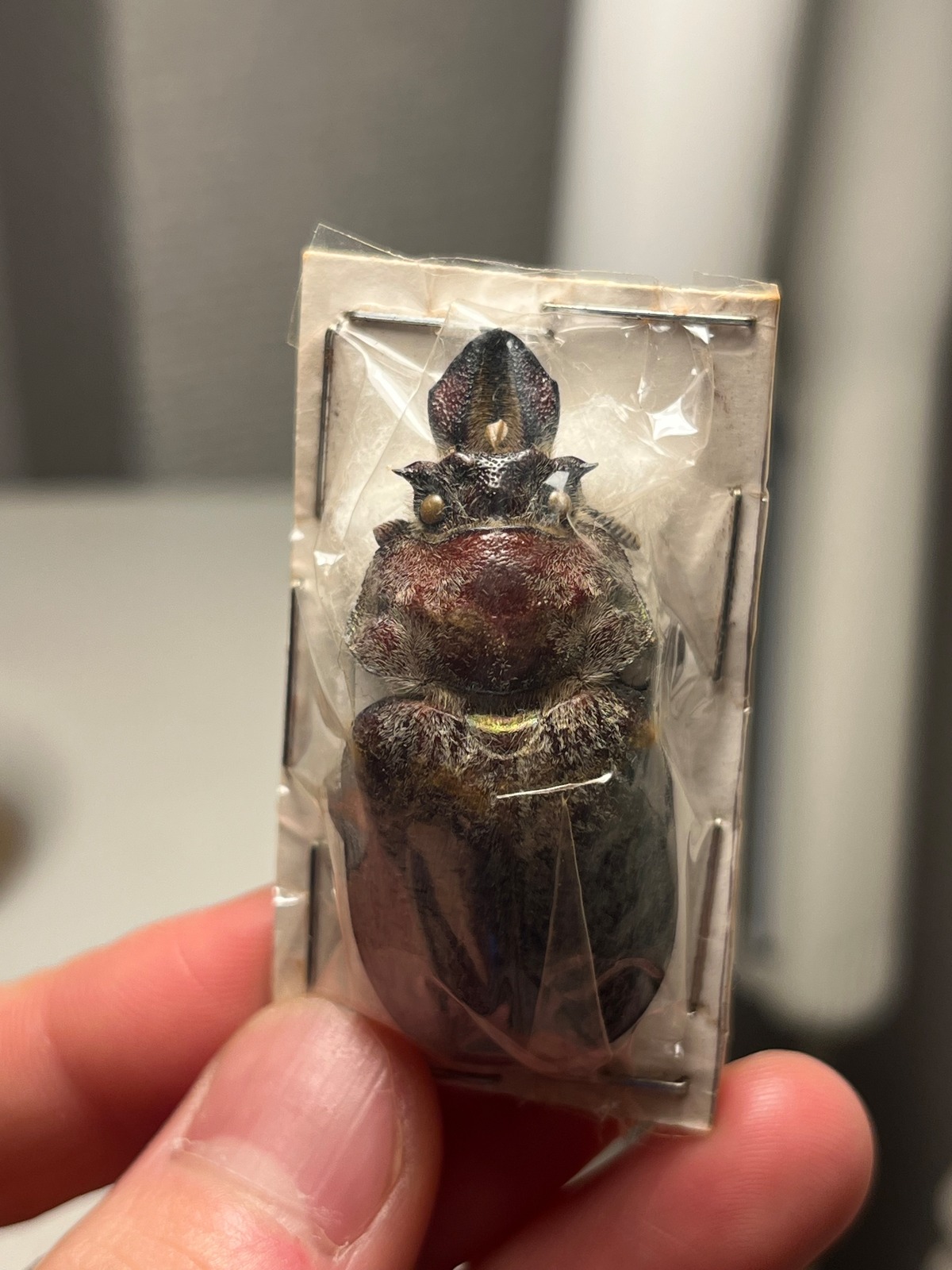 ♀45mm】ギガンテウスシワバネクワガタ 昆虫標本 ニジイロクワガタ 