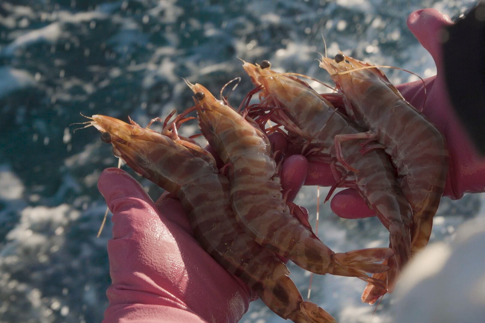 珍しい ブラウンタイガー海老 オーストラリア産の天然海老です 車海老に負けないおいしさ シュリンプベース Shrimp Base 海老 魚 冷凍食品の販売