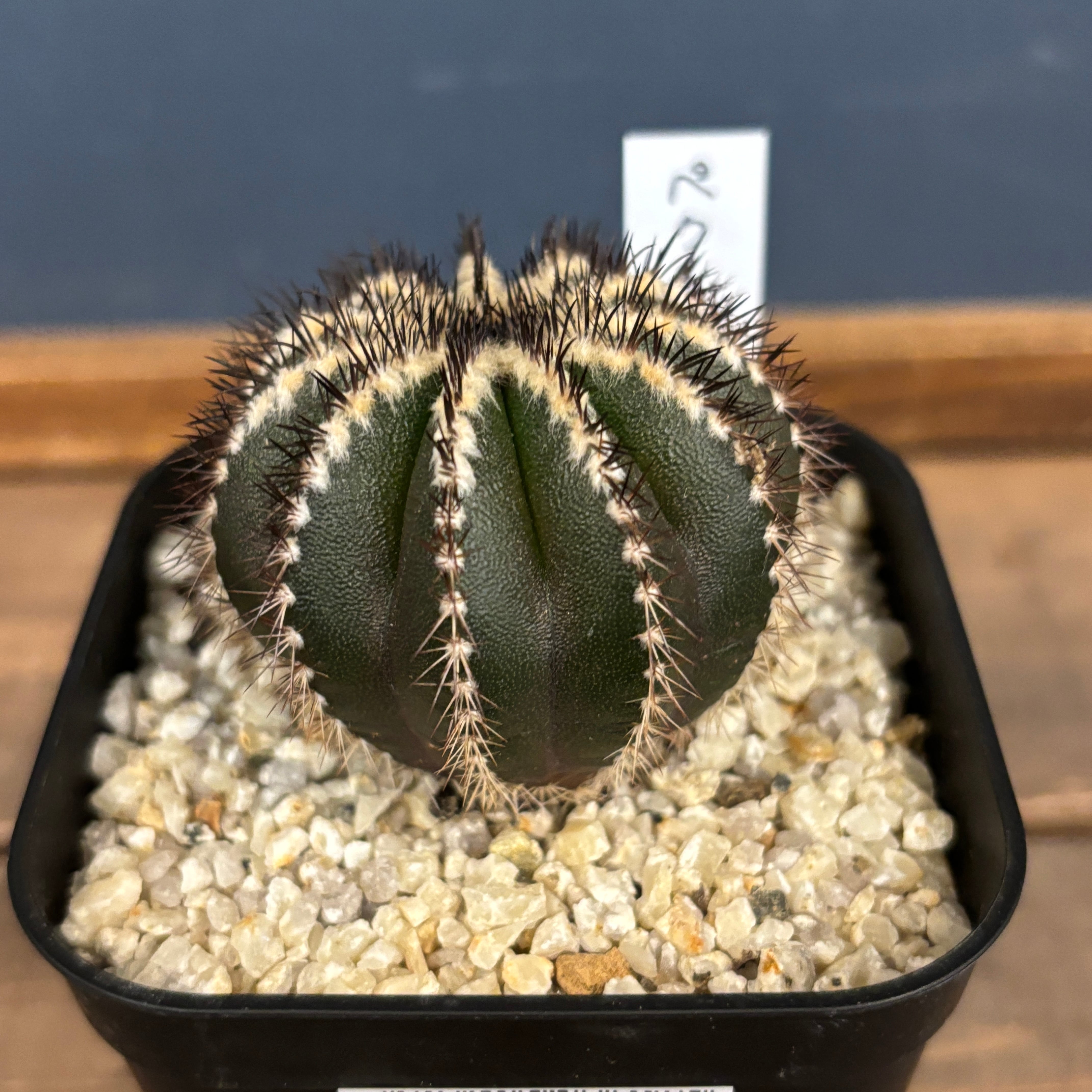 サボテン ユーベルマニア ペクチニフェラ【53】