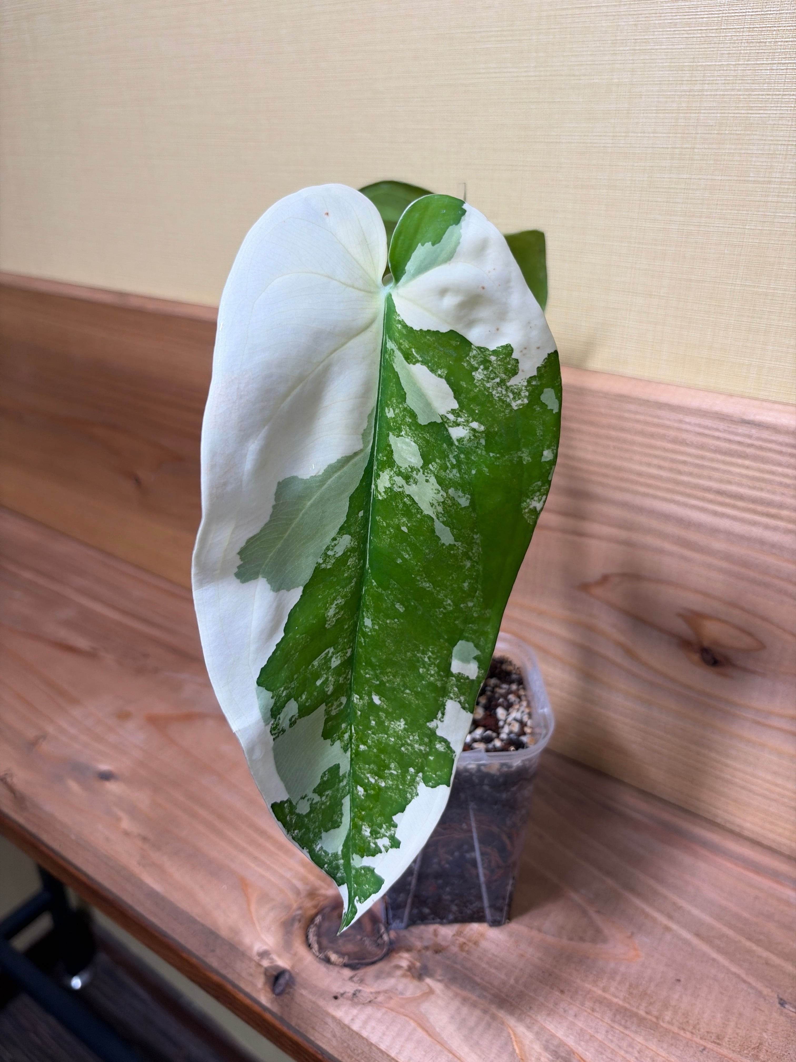 フィロデンドロン ビレッティア 斑入り 大株【激レア】Philodendron
