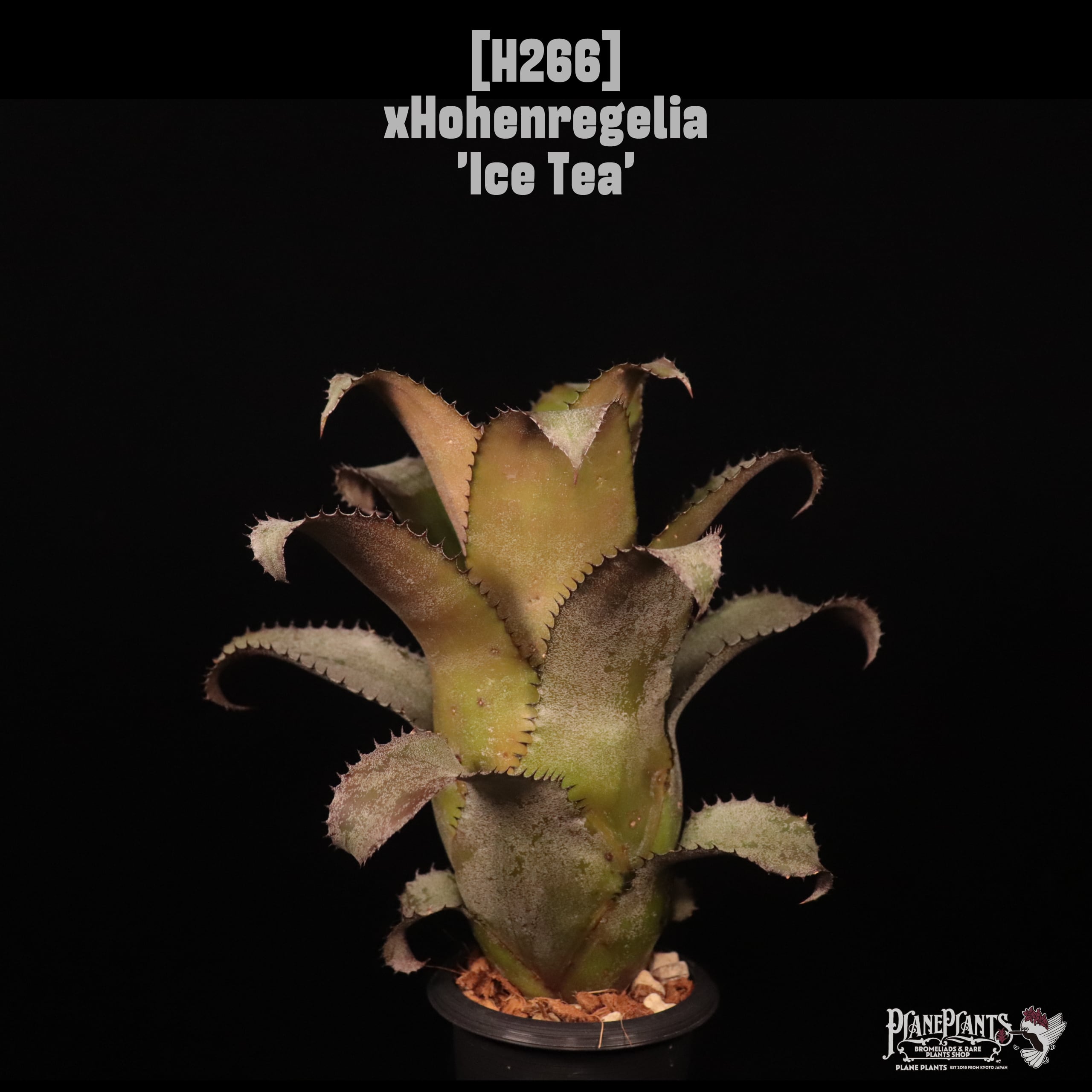 xHohenregelia 'Ice Tea'〔ホヘンレゲリア〕H266