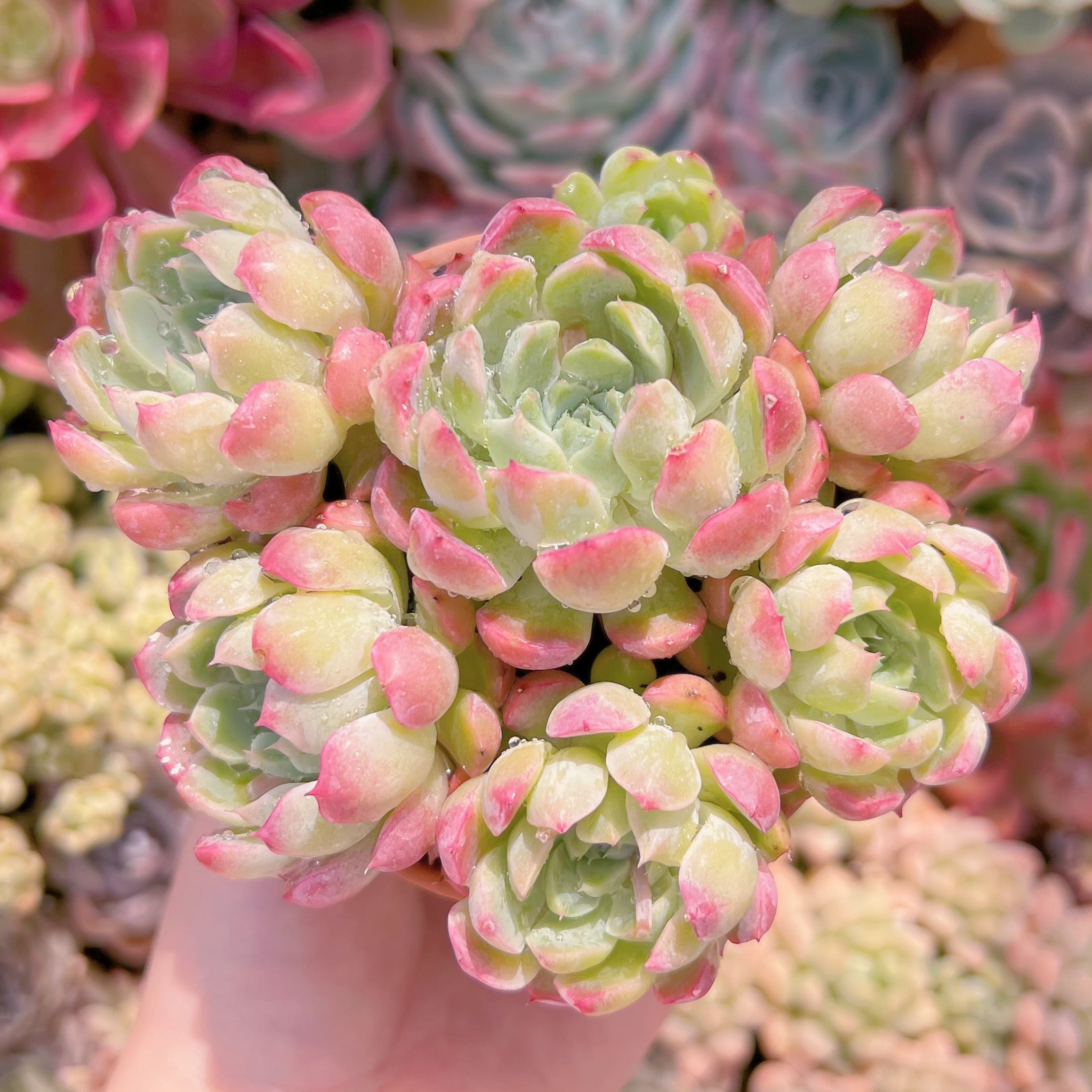 現品　芍薬#C43　古株　新入荷　るる農園