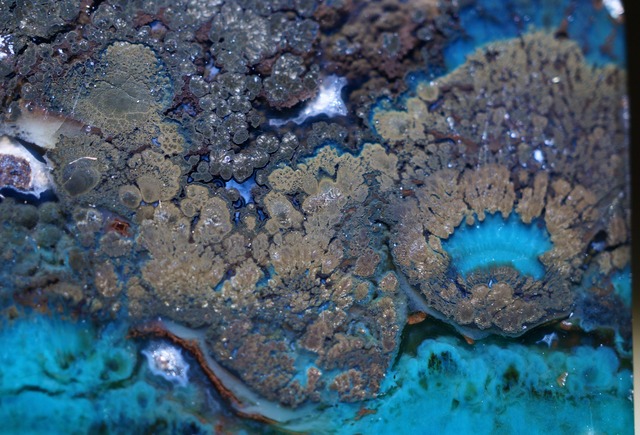インドネシア産ブルーペトリファイドウッド Blue Opalized Petrified Wood 2120