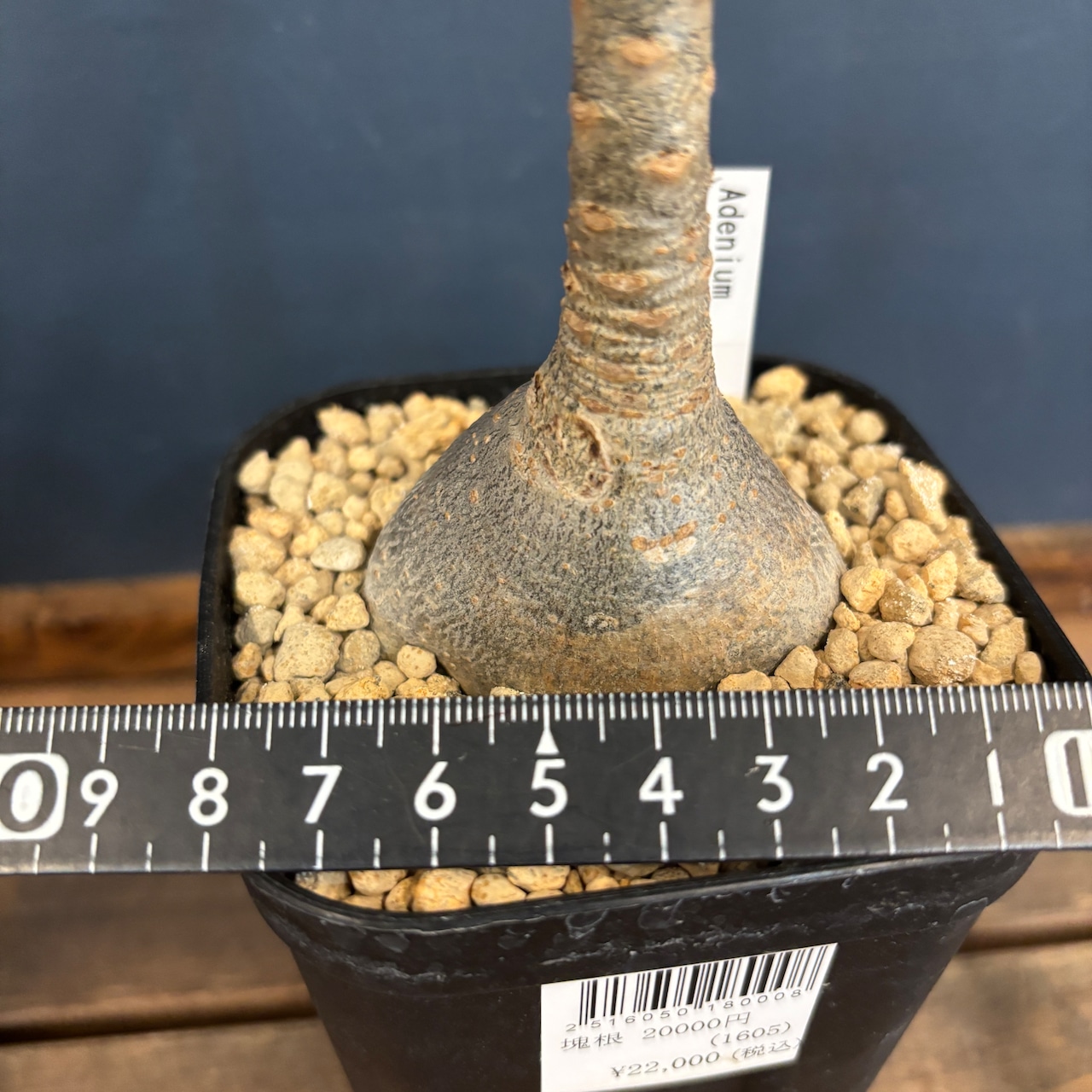 アデニウム ソコトラナム【297】