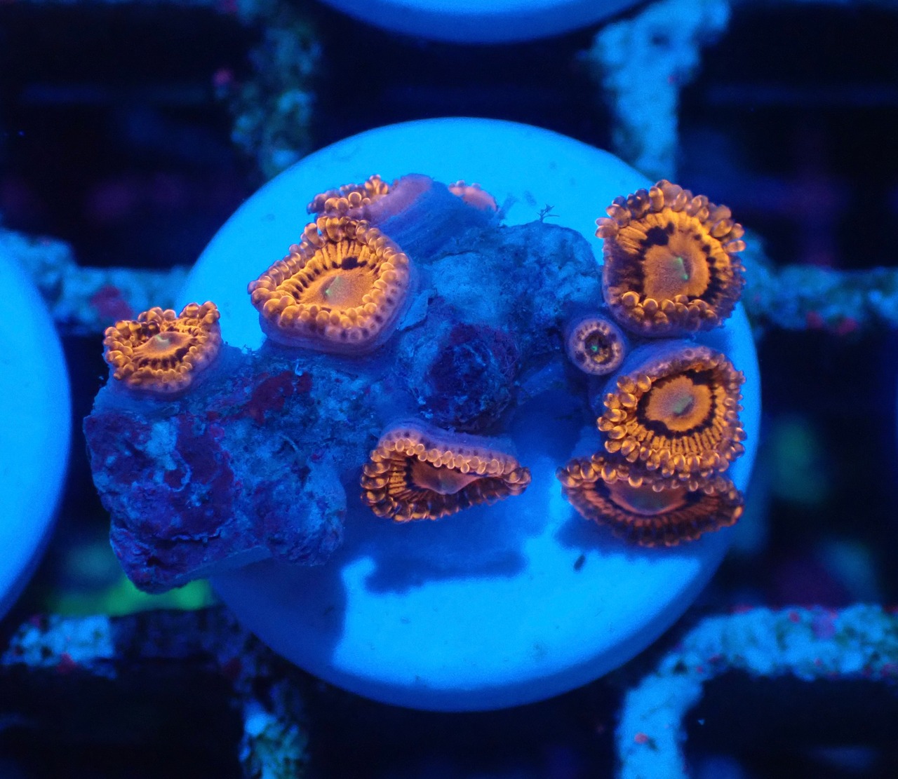 【現地買付】JalartaZoa 9