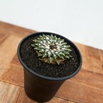 Ariocarpus kotschoubeyanus【アリオカルプス・黒牡丹】