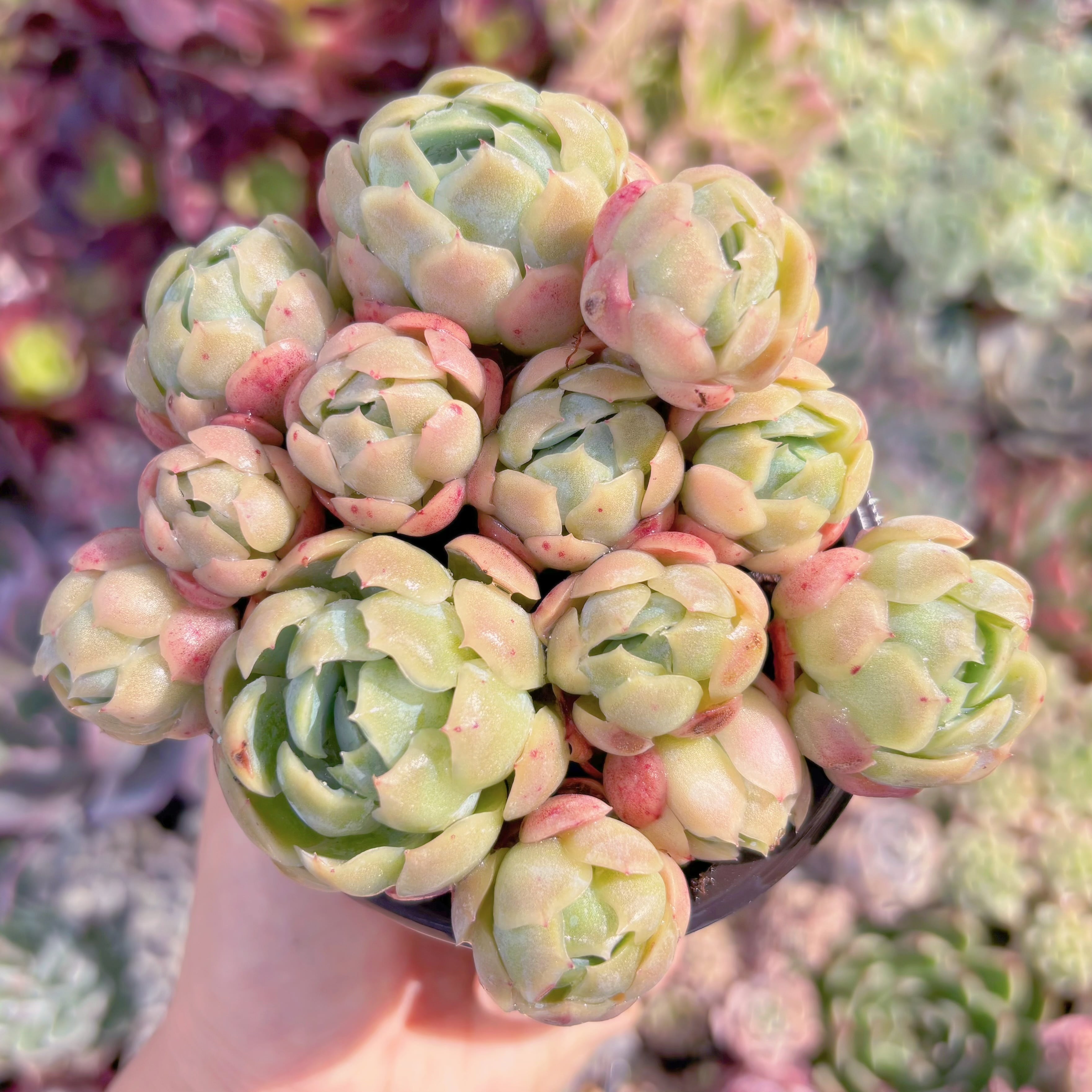 現品　クリームベリー#689　るる農園