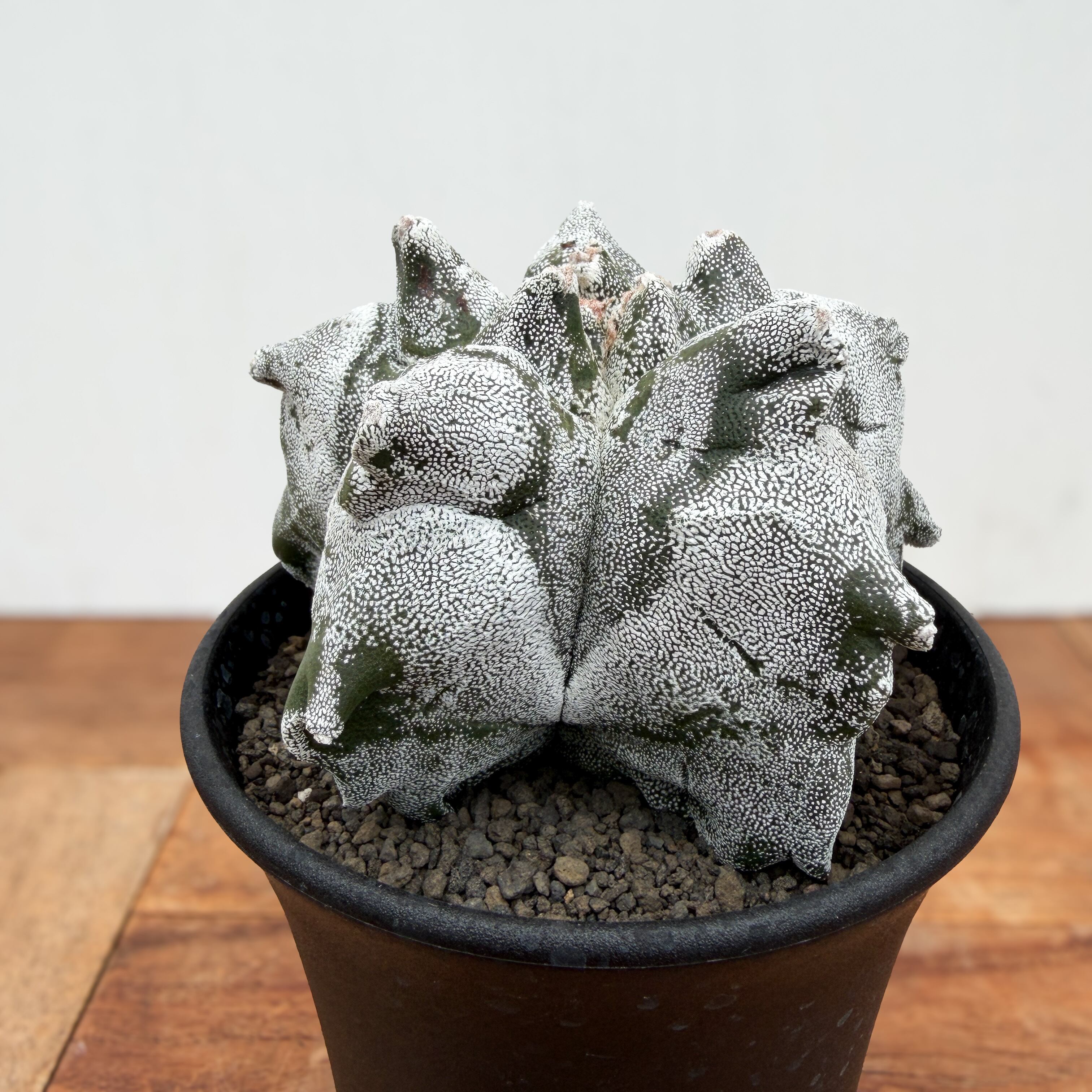 Astrophytum myriostigma【アストロフィツム・亀甲ランポー】 | RIMO'S